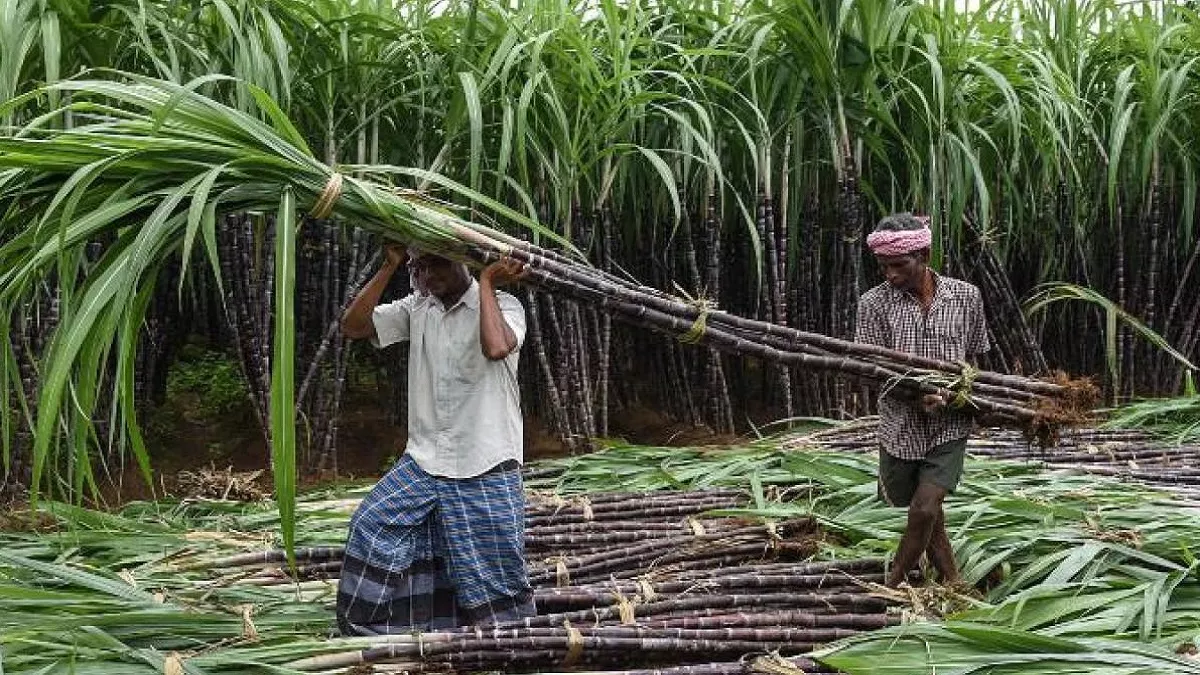 30 10 2022 sugarcane farmers 23171394