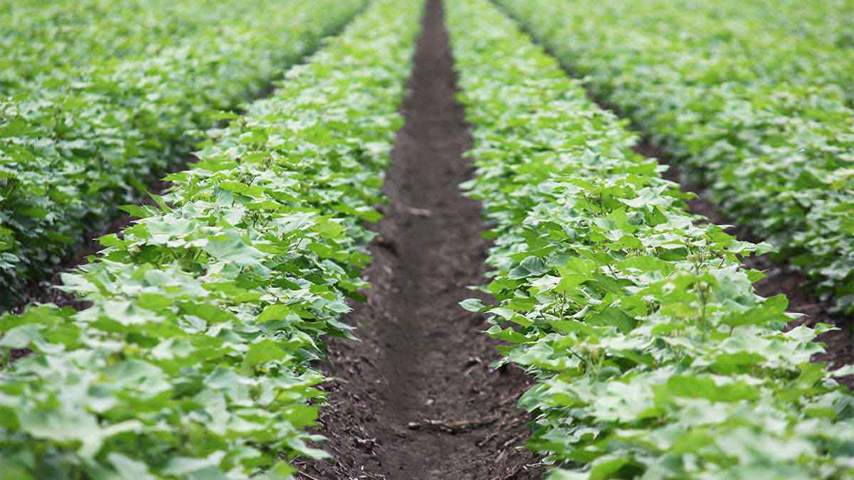 Australian Cotton Soil Conservation Field