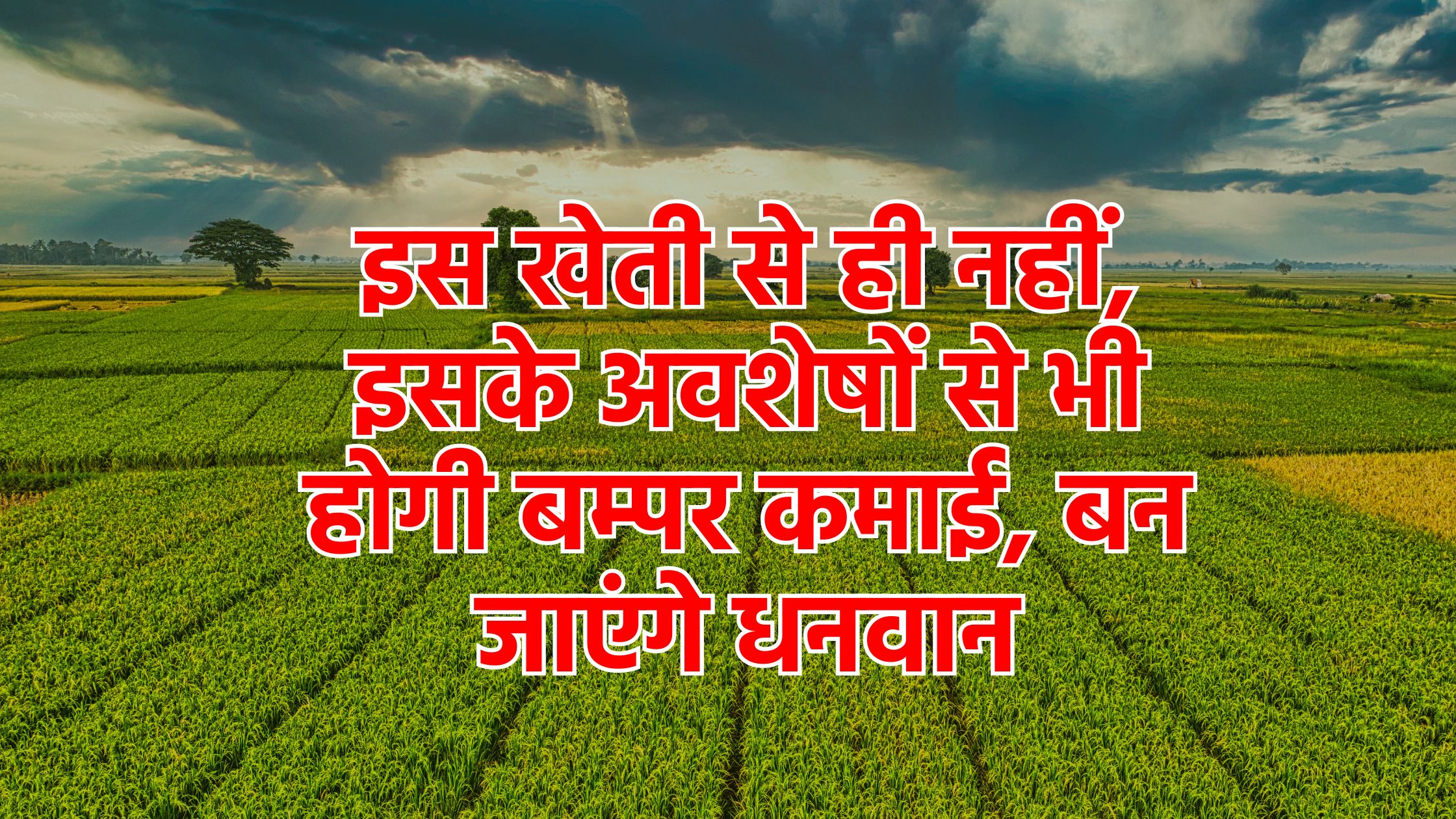 बेहद मुनाफे वाली है यह खेती, फसल ही नहीं इसके अवशेषों से भी होगी बम्पर कमाई, बन जाएंगे धनवान